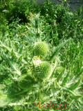 Ոզնենի կլորագլուխ - Мордовник круглоголовчатый - Echinops sphaerocephalus L.