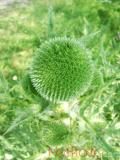 Ոզնենի կլորագլուխ - Мордовник круглоголовчатый - Echinops sphaerocephalus L.