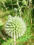 Ոզնենի կլորագլուխ - Мордовник круглоголовчатый - Echinops sphaerocephalus L.