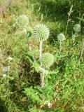 Ոզնենի կլորագլուխ - Мордовник круглоголовчатый - Echinops sphaerocephalus L.