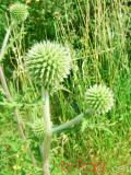 Ոզնենի կլորագլուխ - Мордовник круглоголовчатый - Echinops sphaerocephalus L.