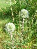 Ոզնենի կլորագլուխ - Мордовник круглоголовчатый - Echinops sphaerocephalus L.