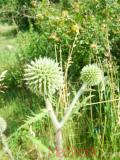 Ոզնենի կլորագլուխ - Мордовник круглоголовчатый - Echinops sphaerocephalus L.