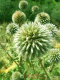 Ոզնենի կլորագլուխ - Мордовник круглоголовчатый - Echinops sphaerocephalus L.