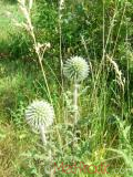 Ոզնենի կլորագլուխ - Мордовник круглоголовчатый - Echinops sphaerocephalus L.