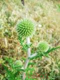 Ոզնենի կլորագլուխ - Мордовник круглоголовчатый - Echinops sphaerocephalus L.