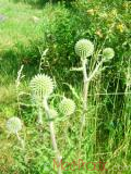 Ոզնենի կլորագլուխ - Мордовник круглоголовчатый - Echinops sphaerocephalus L.