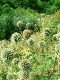 Ոզնենի կլորագլուխ - Мордовник круглоголовчатый - Echinops sphaerocephalus L.