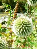 Ոզնենի կլորագլուխ - Мордовник круглоголовчатый - Echinops sphaerocephalus L.