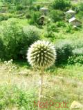 Ոզնենի կլորագլուխ - Мордовник круглоголовчатый - Echinops sphaerocephalus L.