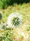 Ոզնենի կլորագլուխ - Мордовник круглоголовчатый - Echinops sphaerocephalus L.