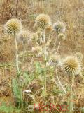 Ոզնենի կլորագլուխ - Мордовник круглоголовчатый - Echinops sphaerocephalus L.