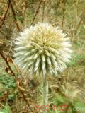 Ոզնենի կլորագլուխ - Мордовник круглоголовчатый - Echinops sphaerocephalus L.