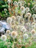 Ոզնենի կլորագլուխ - Мордовник круглоголовчатый - Echinops sphaerocephalus L.