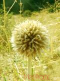 Ոզնենի կլորագլուխ - Мордовник круглоголовчатый - Echinops sphaerocephalus L.