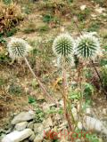 Ոզնենի կլորագլուխ - Мордовник круглоголовчатый - Echinops sphaerocephalus L.