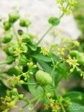 Տորոն ներկատու - Марена красильная - Rubia tinctorum L. (R. petiolaris W)