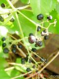 Տորոն ներկատու - Марена красильная - Rubia tinctorum L. (R. petiolaris W)