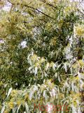 Локус колистний - Elaeagnus  angustifolia