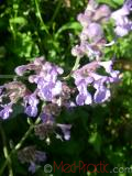 Котовник кошачий - Nepeta cataria