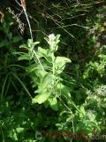 Котовник кошачий - Nepeta cataria