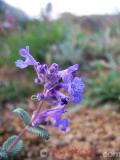 Котовник кошачий - Nepeta cataria