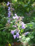 Котовник кошачий - Nepeta cataria