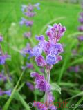 Котовник кошачий - Nepeta cataria