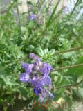 Котовник кошачий - Nepeta cataria