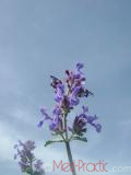 Котовник кошачий - Nepeta cataria