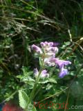 Котовник кошачий - Nepeta cataria