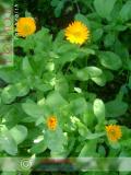 Календула лекарственная - Calendula officinalis L.