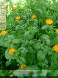 Календула лекарственная - Calendula officinalis L.