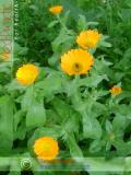 Календула лекарственная - Calendula officinalis L.