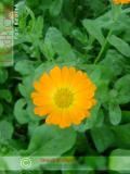 Календула лекарственная - Calendula officinalis L.