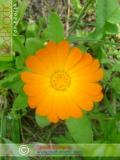 Календула лекарственная - Calendula officinalis L.