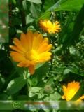 Календула лекарственная - Calendula officinalis L.