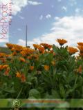 Календула лекарственная - Calendula officinalis L.