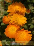 Календула лекарственная - Calendula officinalis L.