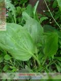 Подорожник большой - Plantago major L.