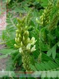 Астрагал — Astragalus