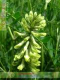 Астрагал — Astragalus