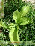 Подорожник большой - Plantago major L.