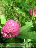 Клевер луговой - Trifolium pratense L.