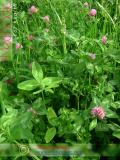 Клевер луговой - Trifolium pratense L.