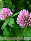 Клевер луговой - Trifolium pratense L.