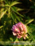 Клевер луговой - Trifolium pratense L.