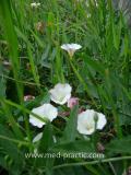 Պատատուկ դաշտային -  Вьюнок полевой - Field Bindweed