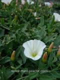 Вьюнок полевой - Field Bindweed