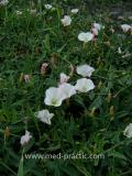 Պատատուկ դաշտային -  Вьюнок полевой - Field Bindweed